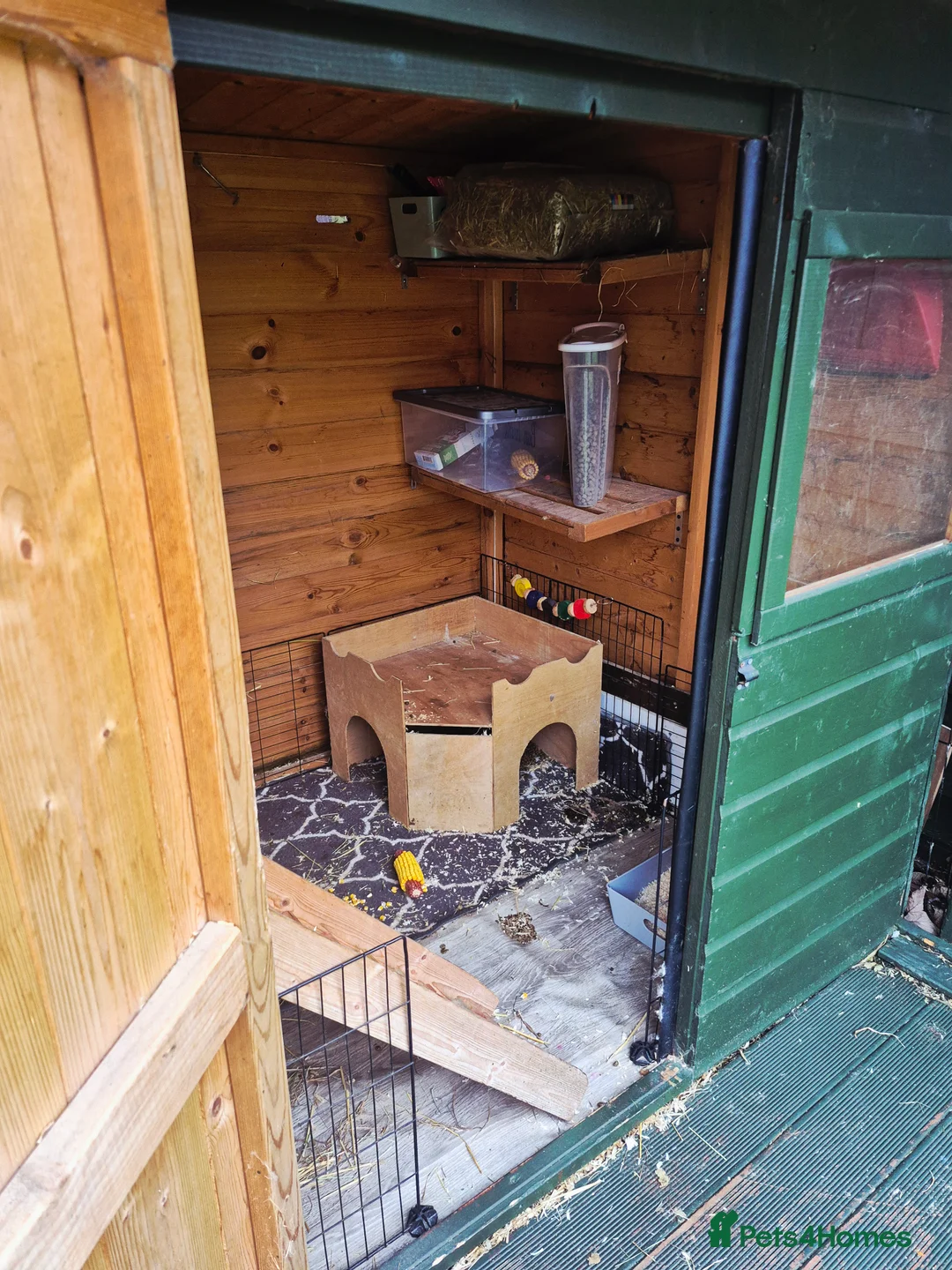 Mini Lop rabbits for sale: Bonded Pair of Lop Buns, Male/Female, Neutered - Advert 9