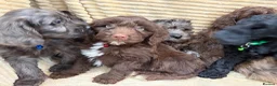Cockapoo dogs for sale: Beautiful Cockapoo Puppies  - Advert 3