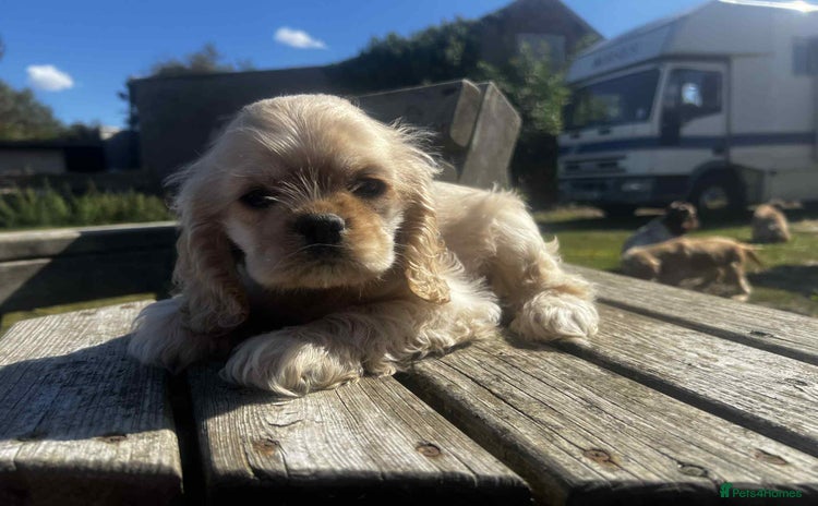 American Cocker Spaniel dogs - Advert 1