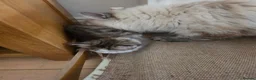 Siberian cats for sale: Pure gorgeous Siberian Kittens  - Advert 17