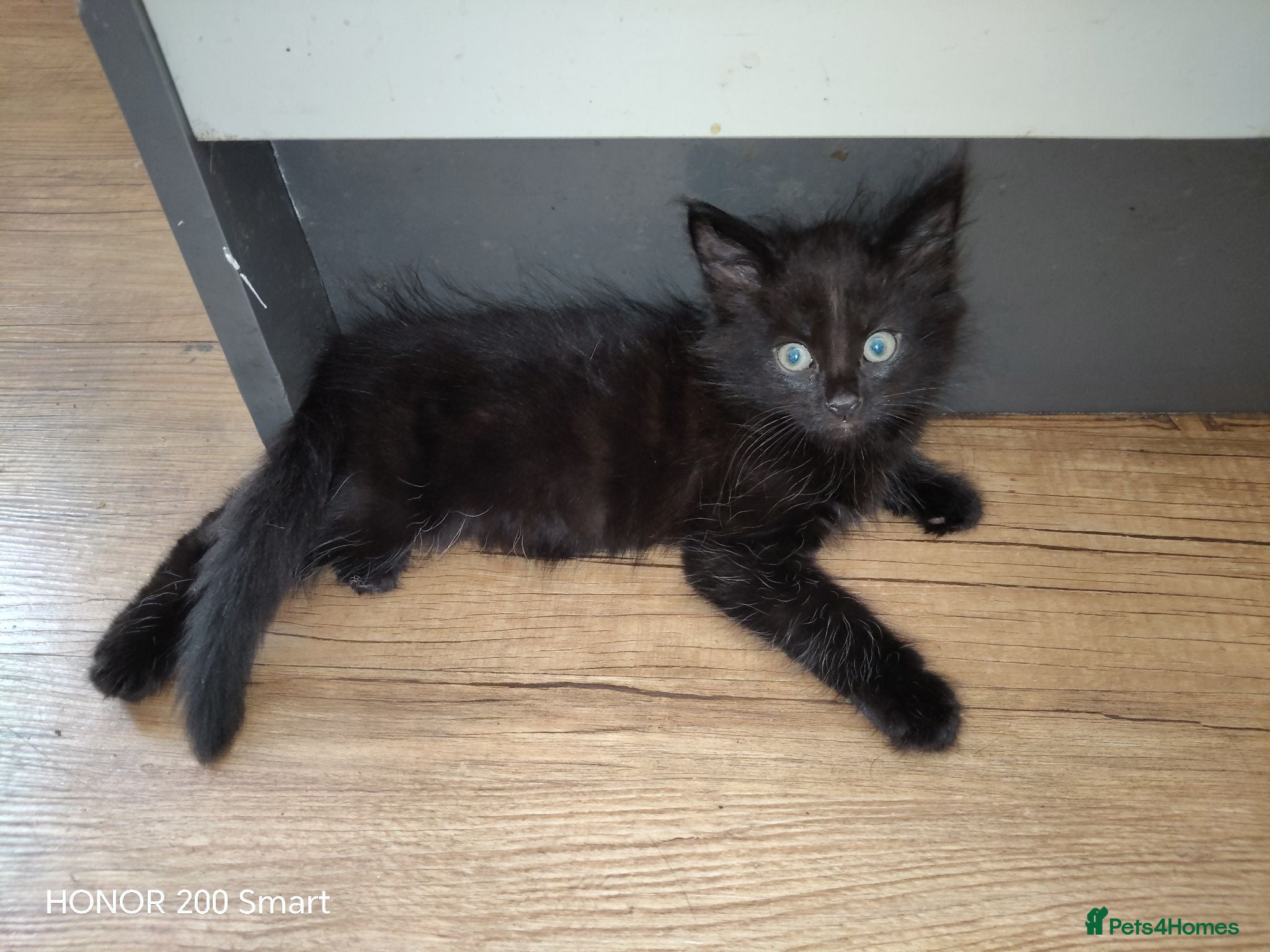 Mixed Breed cats 1 Little Kittens for sale - Advert 14