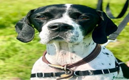 Pointer dogs for sale: KC reg Pointer Puppies - Image 8