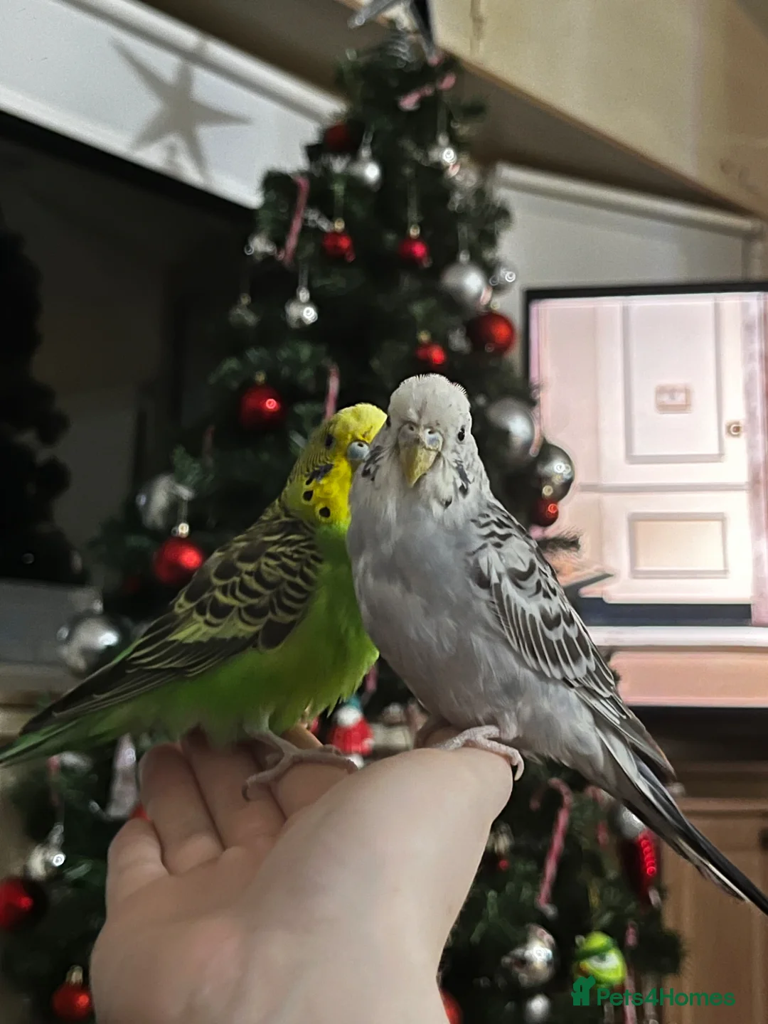 Budgerigars birds for sale: 3 Budgies for sale in Sittingbourne - Advert 2