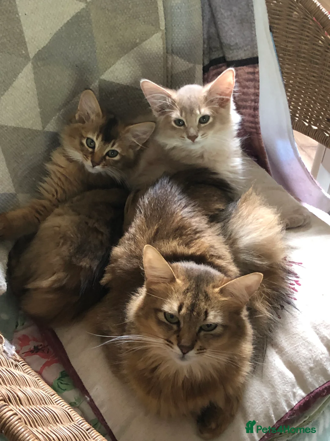 Somali cats for sale: Somali longhair boys in Uxbridge - Advert 2