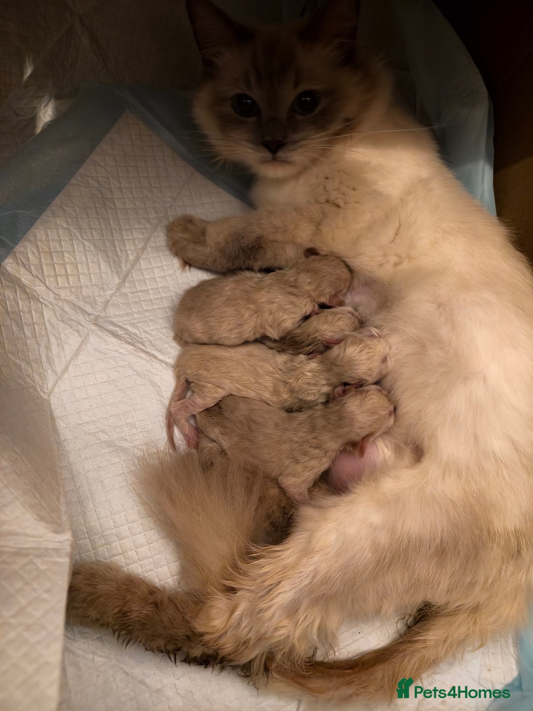Ragdoll cats for sale: Beautiful Ragdoll Kittens Ready for Sale! - Advert 25