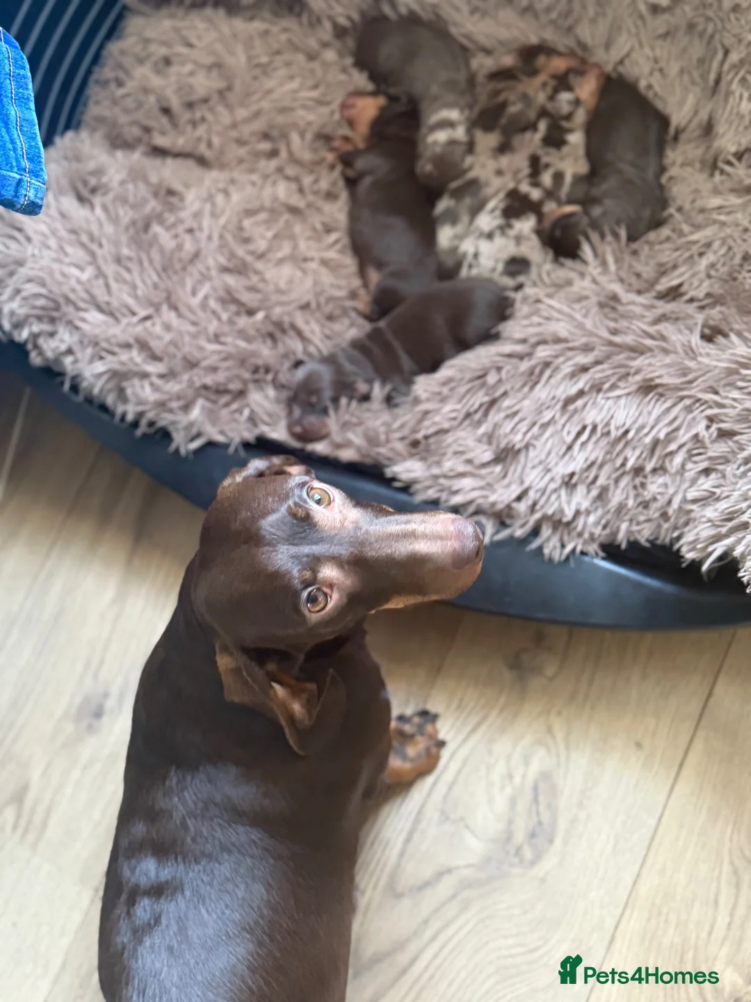 Dachshund dogs for sale: Lovely Dachshunds!  - Advert 6