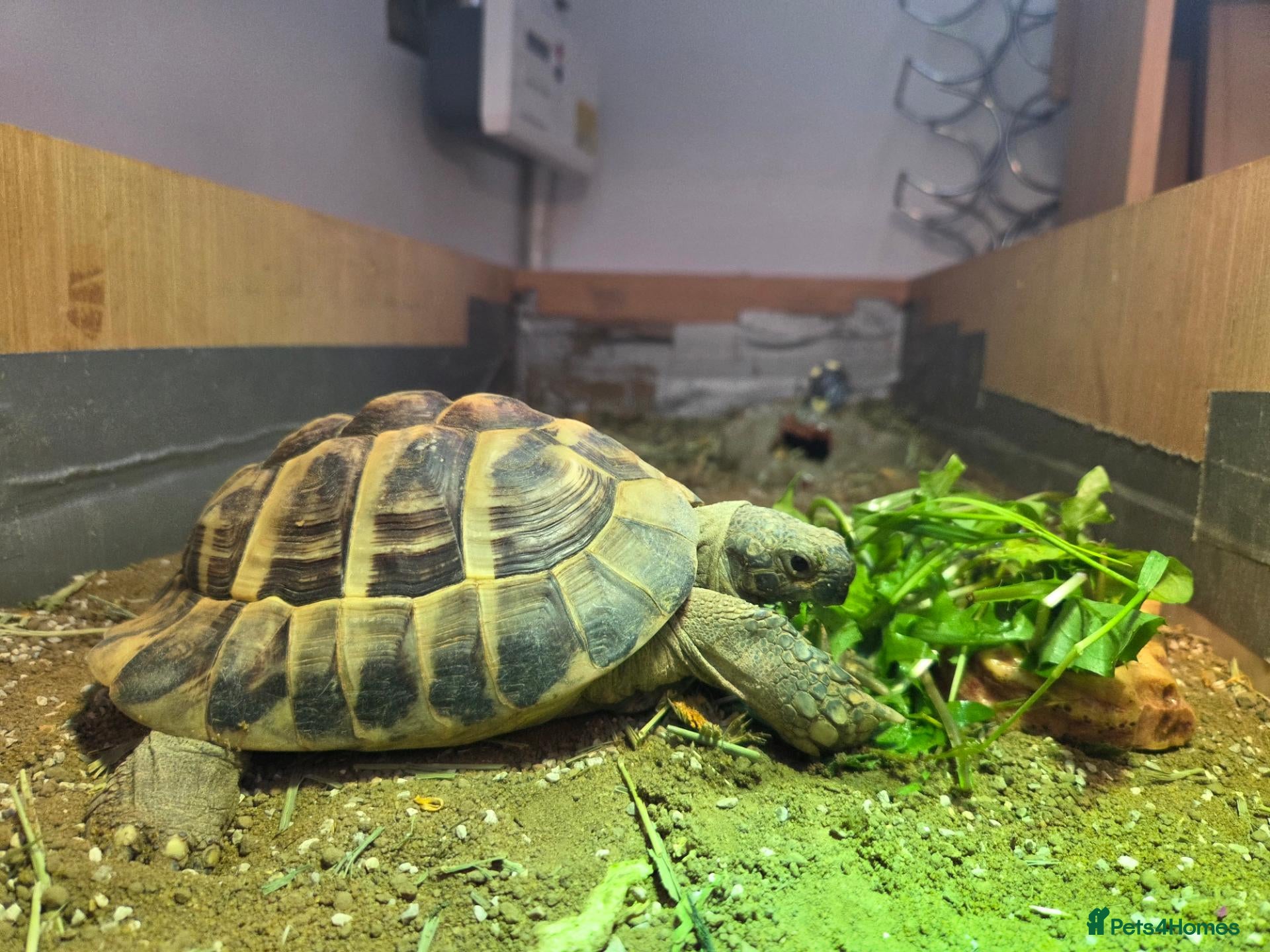 Tortoise reptiles Hermann's tortoise for sale - Advert 14