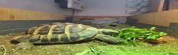 Tortoise reptiles for sale: Hermann's tortoise for sale - Advert 1