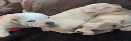 American Bully dogs for sale: American Bully Standard  - Advert 3