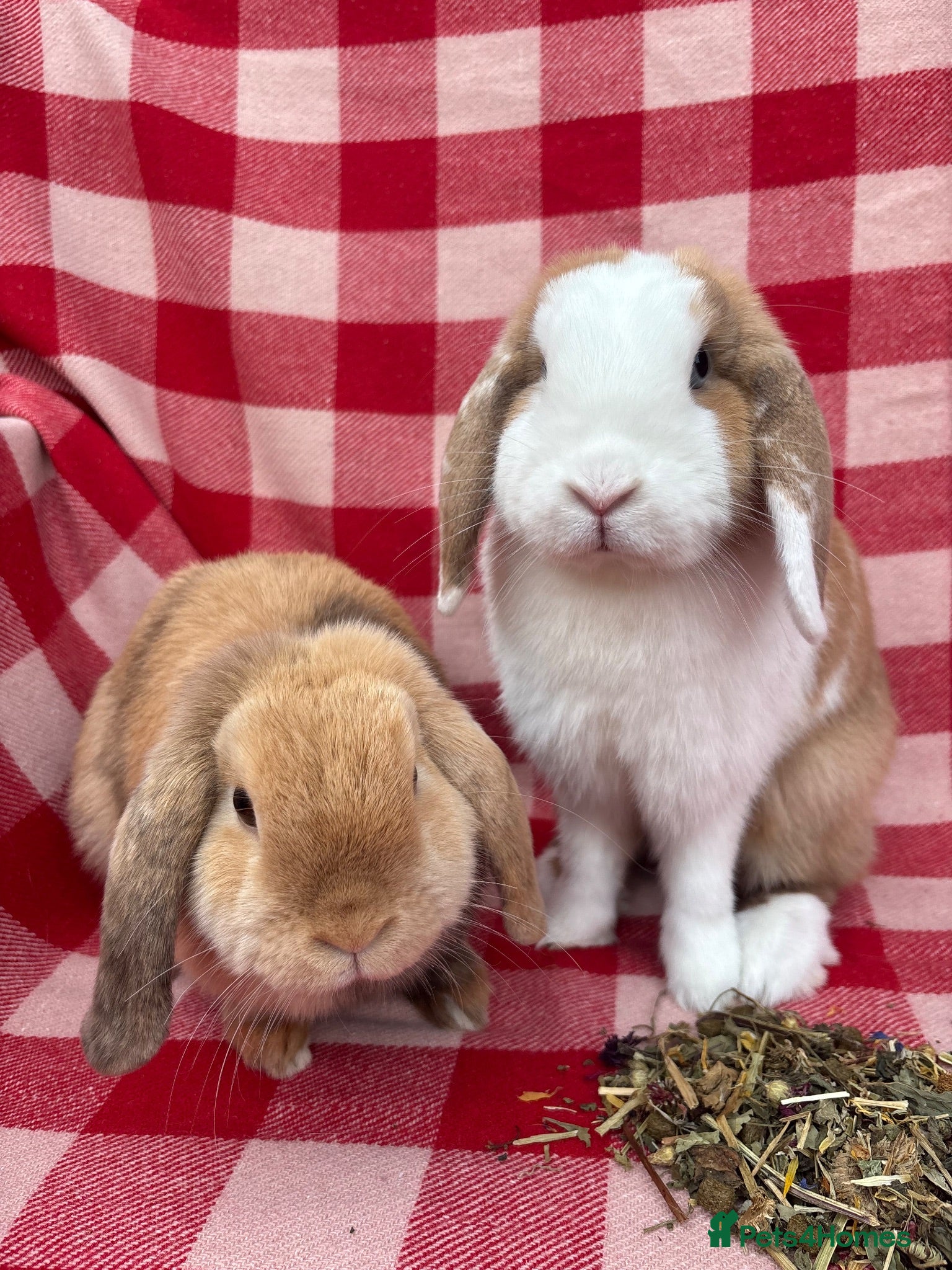 Mini Lop rabbits Gorgeous Mini Lops  - Advert 1