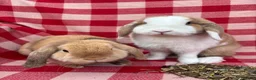 Mini Lop rabbits for sale: Gorgeous Mini Lops  - Advert 3