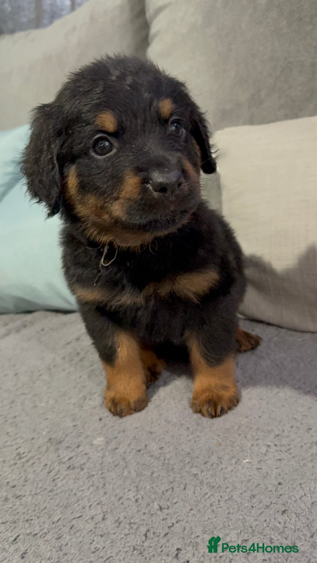 Rottweiler dogs for sale: Male rottweilwr puppy looking for a forever home - Advert 2
