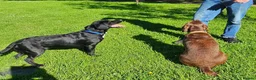 Springador dogs for sale: Beautifl Springador puppies in Totnes - Advert 4