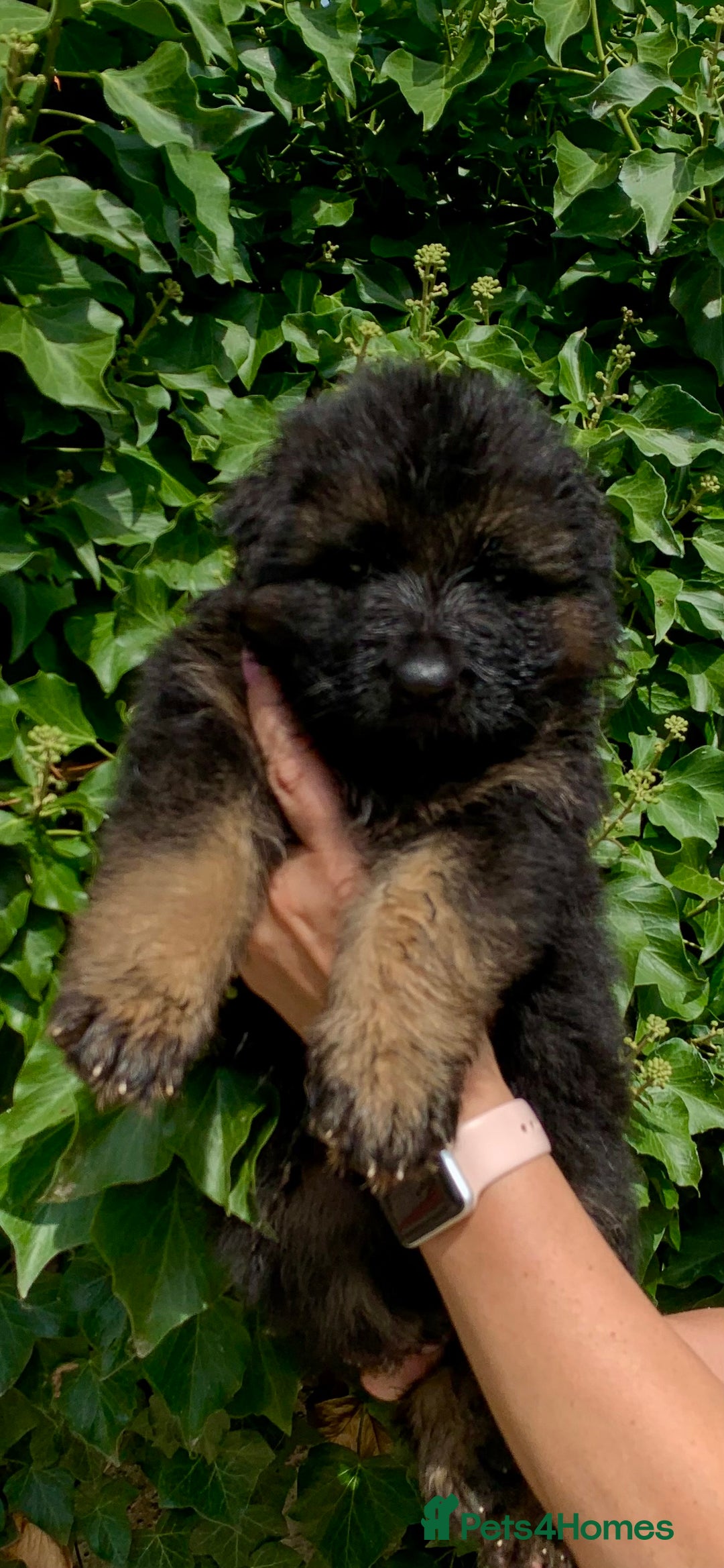 German Shepherd dogs for sale: Long Haired GSD Puppies. Only 1 boys LEFT!  - Image 7