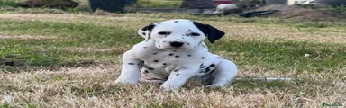 Miss Patch