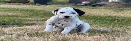 Dalmatian dogs for sale: Pedigree KC Registered Puppies - Advert 12