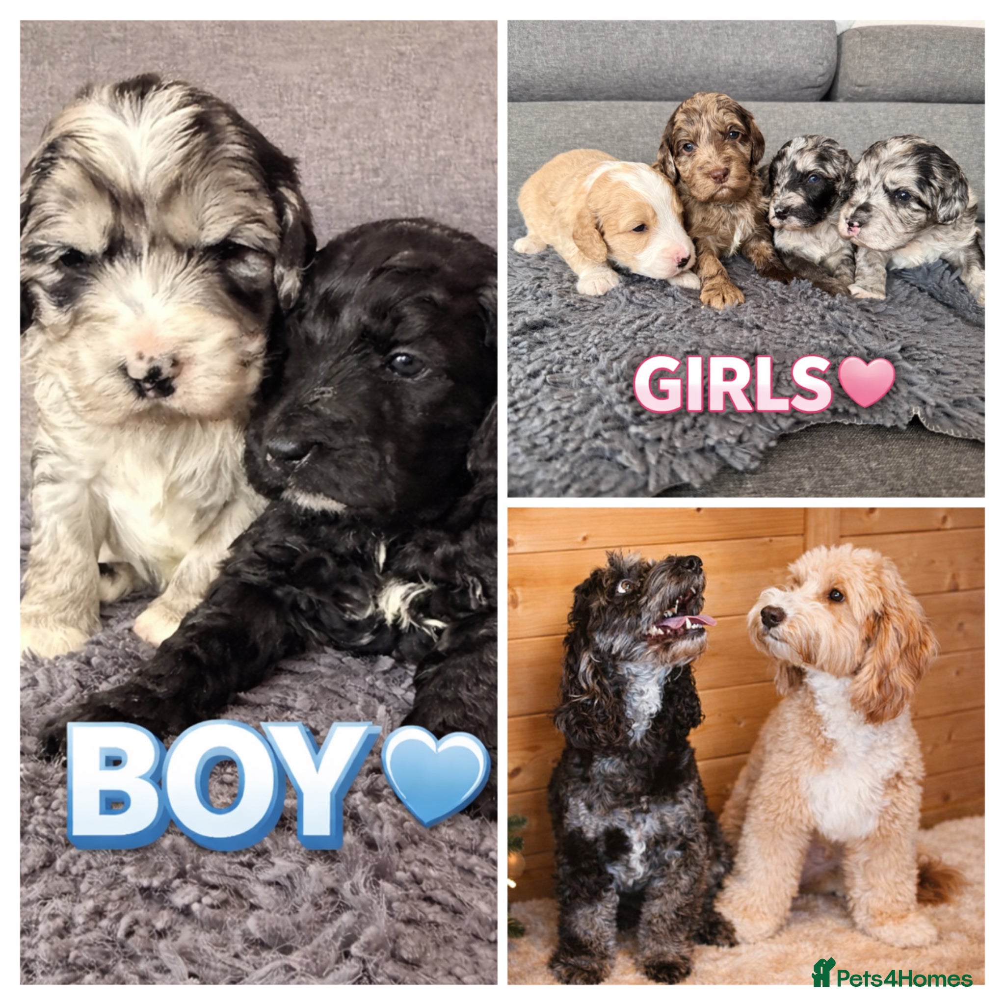 Australian Labradoodle dogs AUSTRALIAN LABRADOODLE  - Advert 6