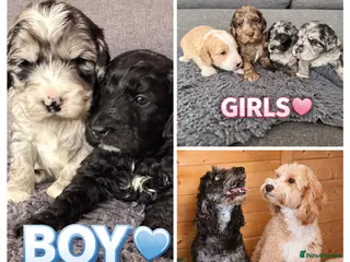 Australian Labradoodle dogs AUSTRALIAN LABRADOODLE - Advert 6