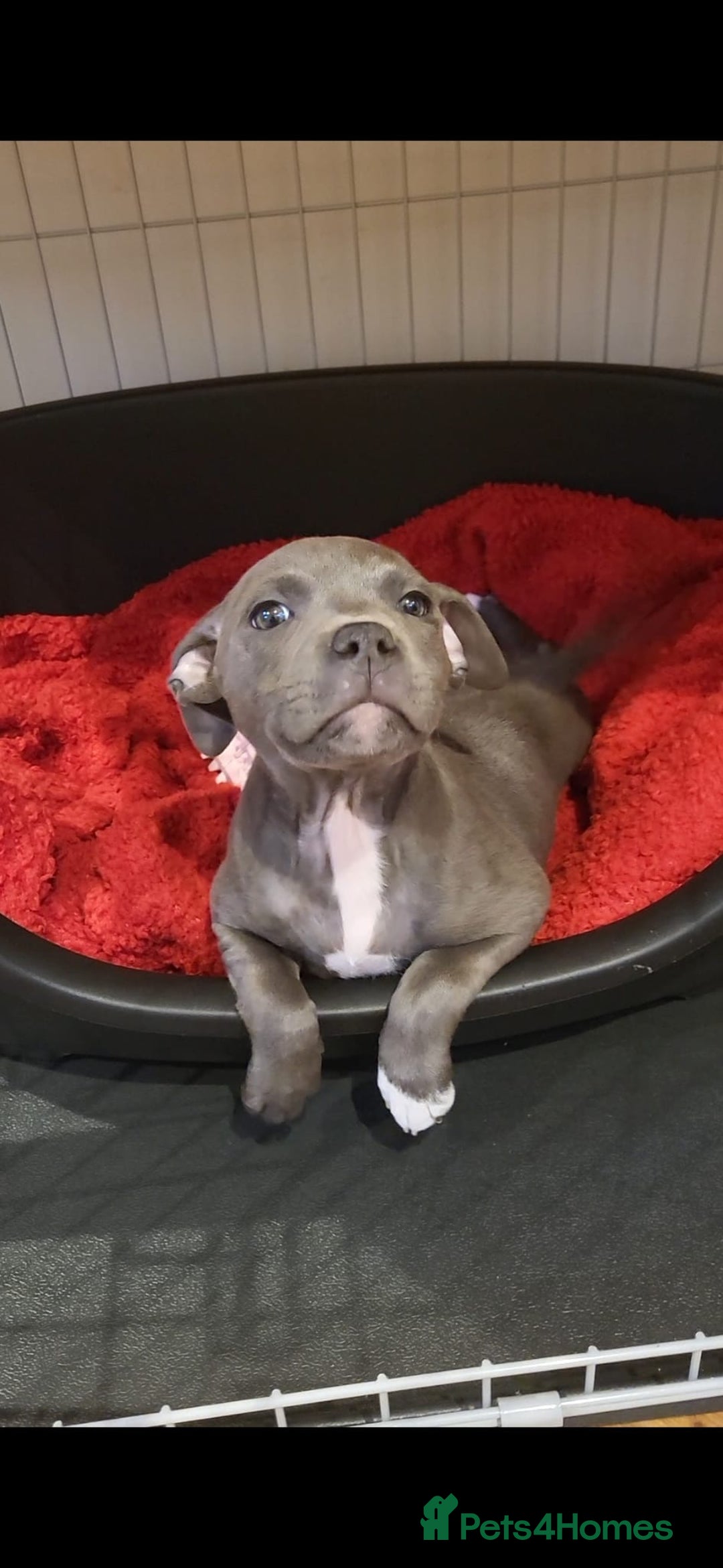 Staffordshire Bull Terrier dogs for sale: Staffordshire bull terrier  - Image 2