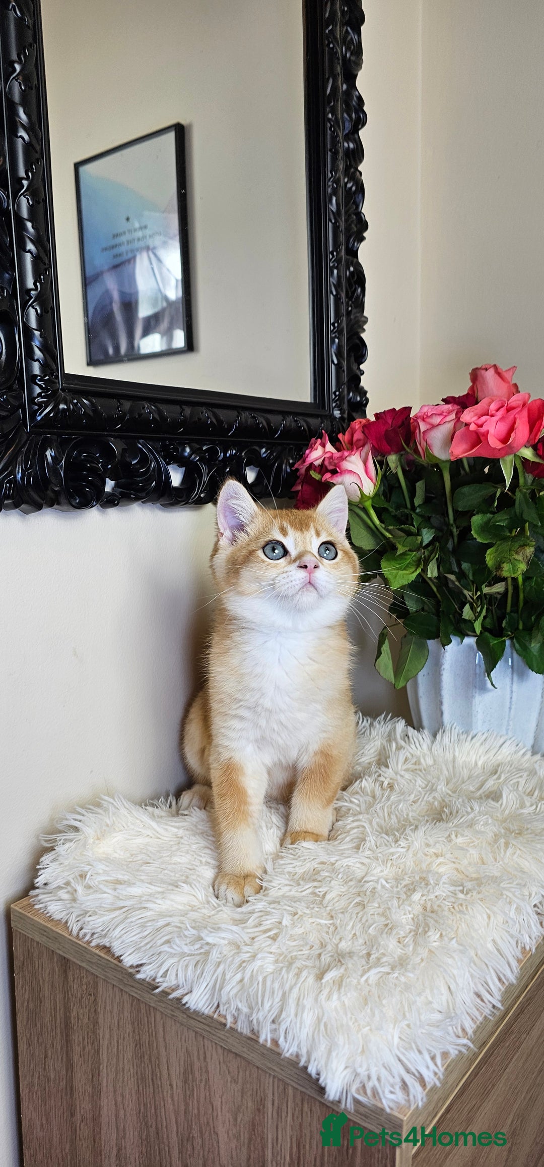 Scottish Fold cats for sale: READY NOW - TICA - SCOTTISH STRAIGHT BOY, NY12. - Image 27