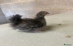 Chickens poultry for sale: 11 week old Serama frizzle bantams  in Milton Keynes - Advert 9