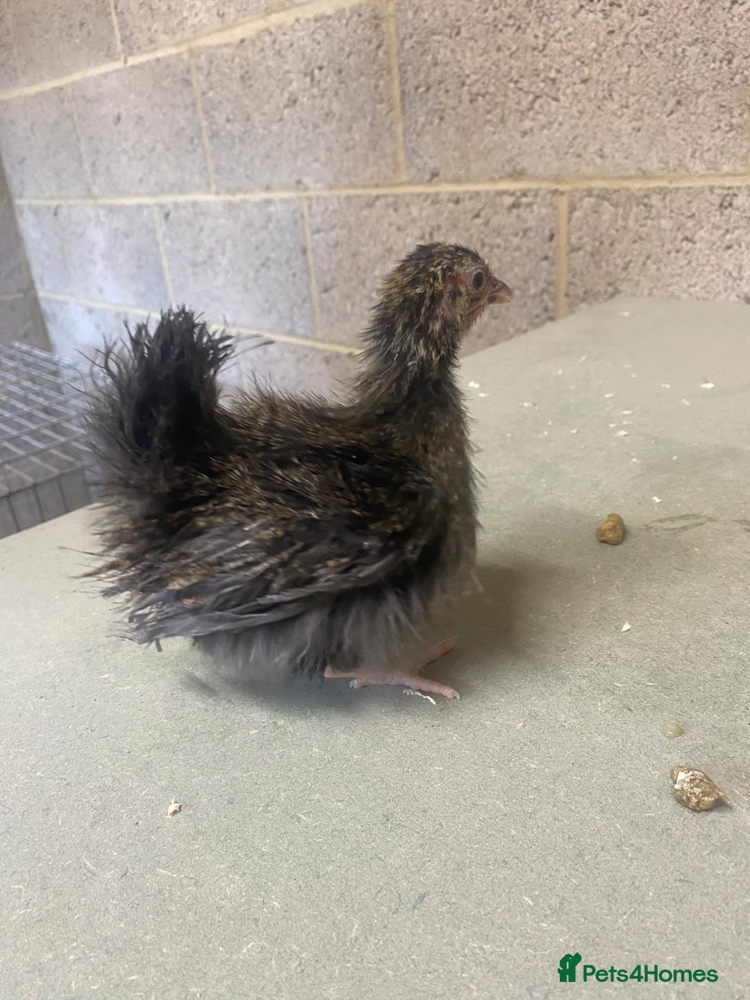 Chickens poultry for sale: 11 week old Serama frizzle bantams  in Milton Keynes - Advert 9