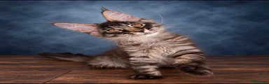 Maine Coon 2