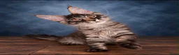 Maine Coon cats for sale: Ready to go ☺️ - Advert 5