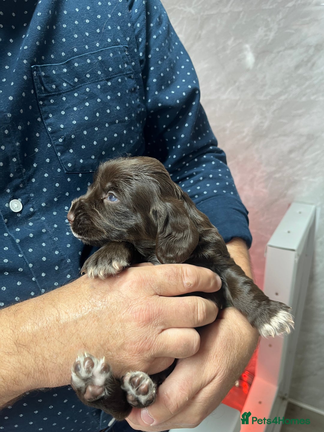 Cocker Spaniel dogs for sale: Working cocker spaniels  - Image 6
