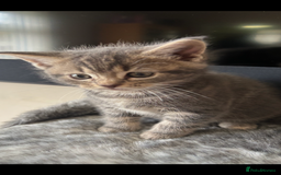 Maine Coon cats for sale: 7 Maine Coon x Bengal kittens - Image 10
