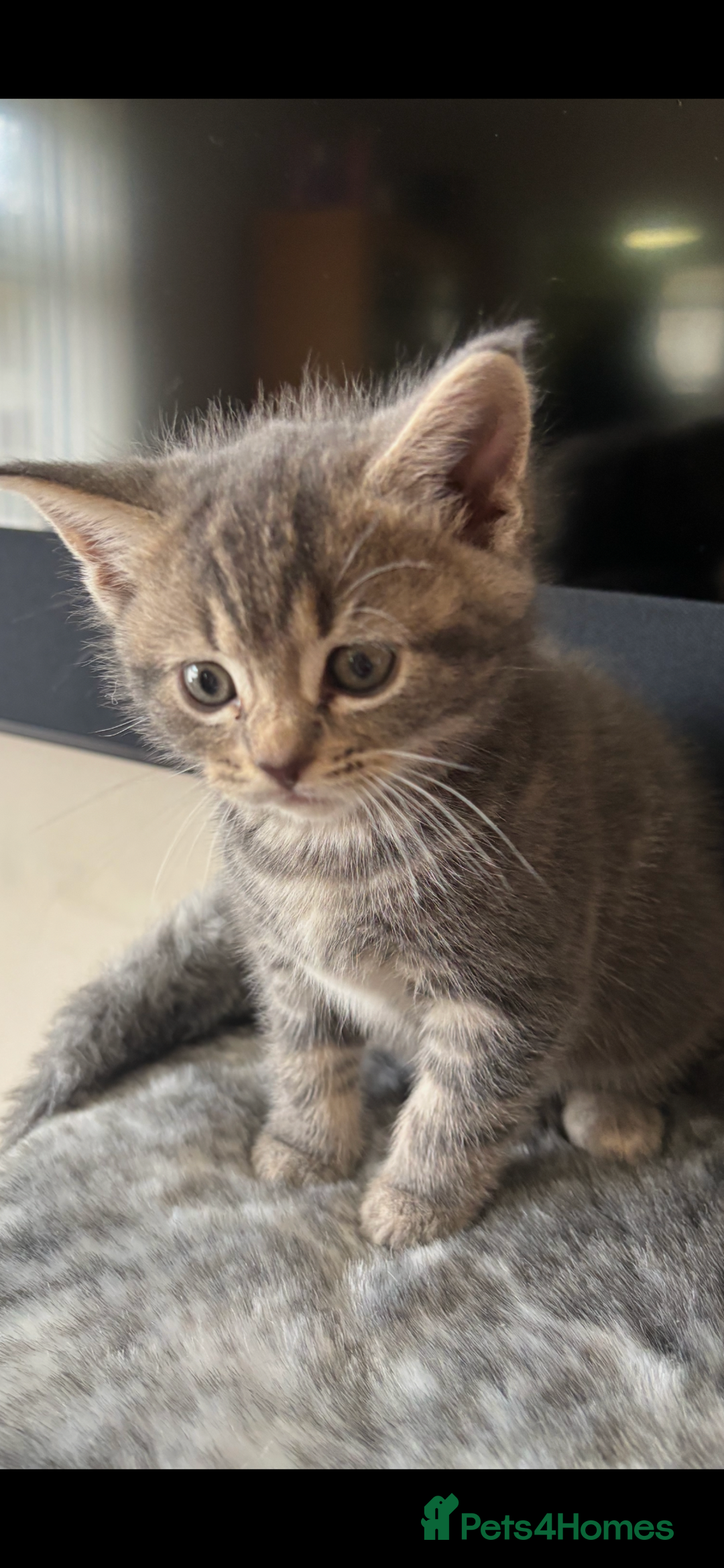 Maine Coon cats for sale: 7 Maine Coon x Bengal kittens - Image 10