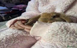 Mini Lop rabbits for sale: Mini lop Luna  - Image 2