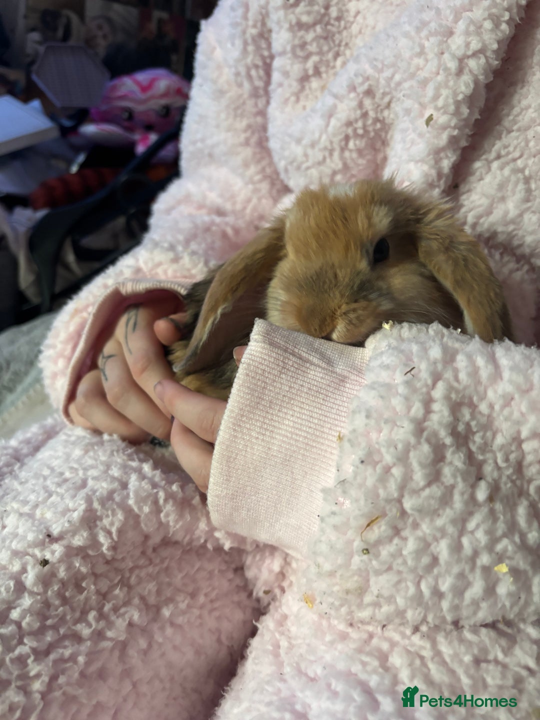 Mini Lop rabbits for sale: Mini lop Luna  - Image 2