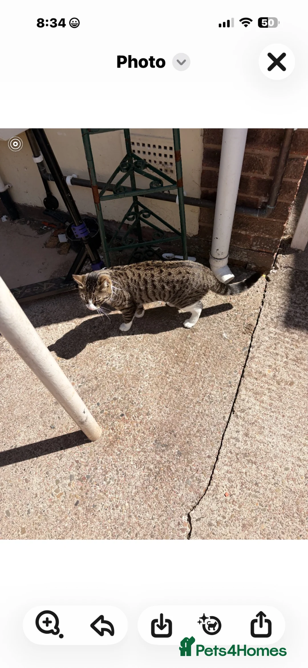 Mixed Breed cats for sale: Bengal x main coon - Advert 2
