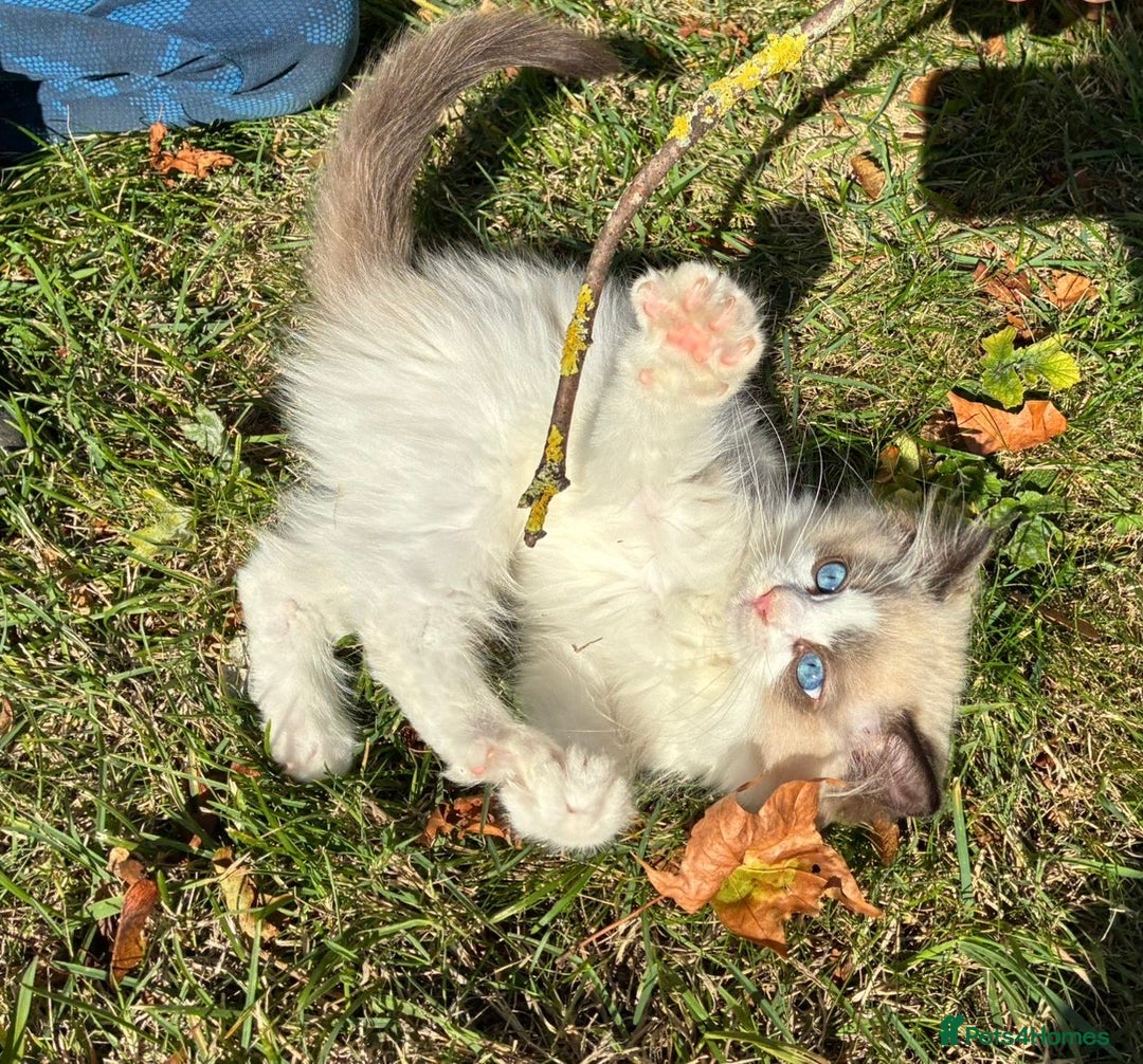 Ragdoll cats for sale: True Ragdoll nature 💛 ✨  - Image 4