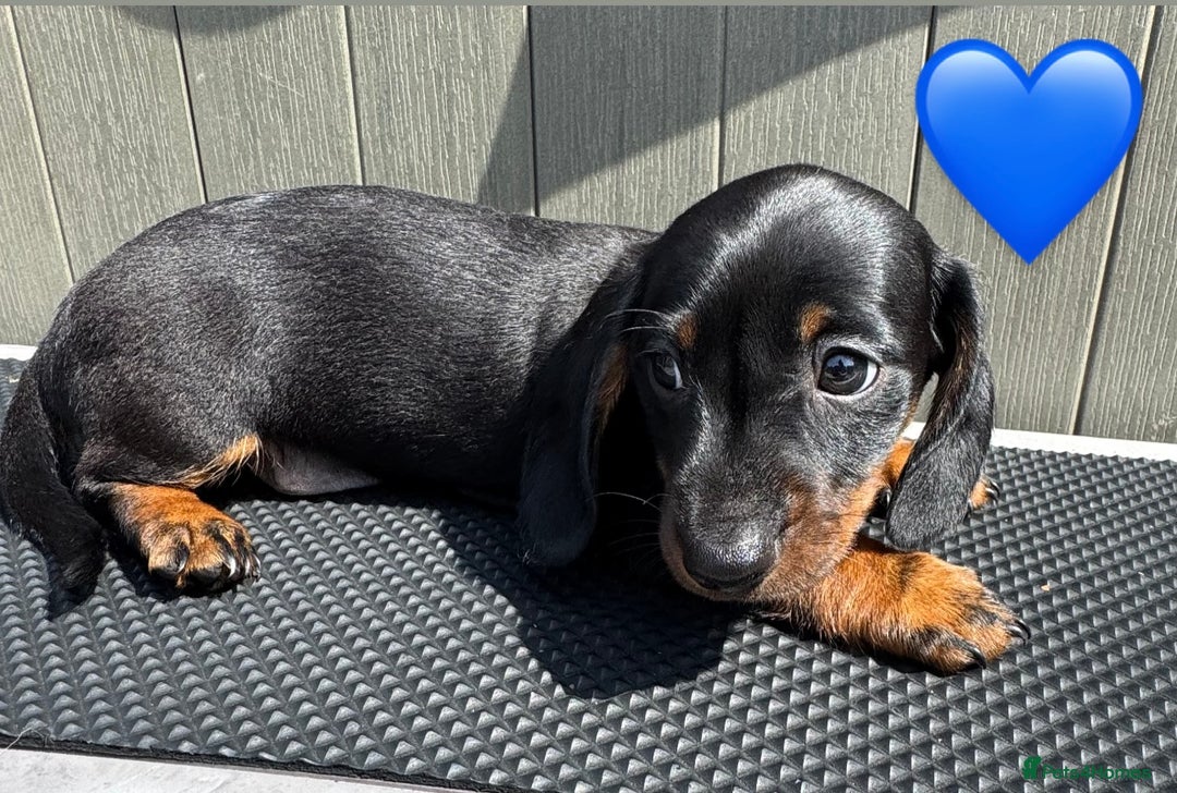 Miniature Dachshund dogs for sale: Beautiful Miniature Dachshund puppies - Image 5
