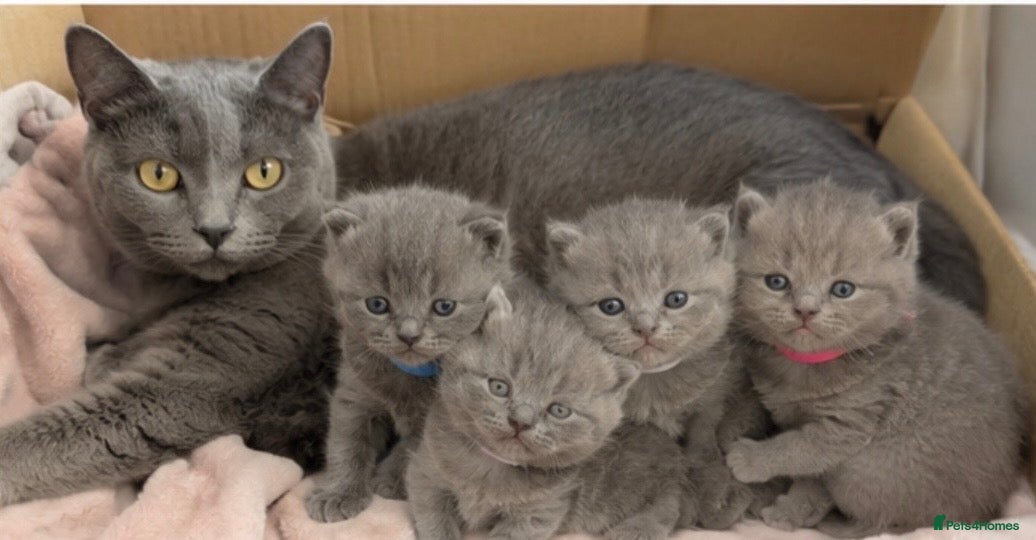 British Shorthair cats Beautiful British Shorthair Kittens - Advert 1