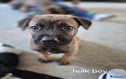 Mixed Breed dogs for sale: German shepard cross American bulldogs - Image 10