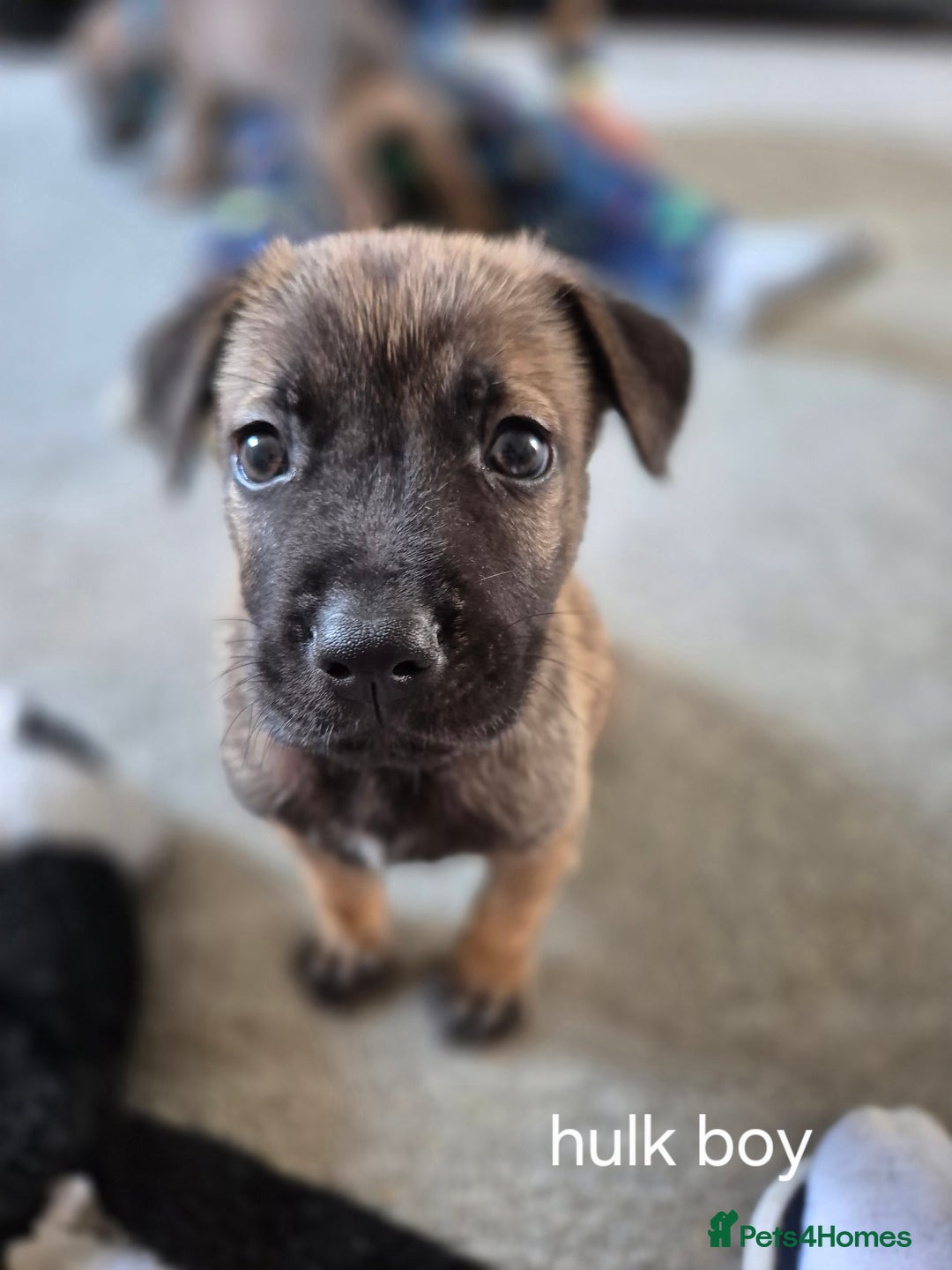 Mixed Breed dogs for sale: German shepard cross American bulldogs - Image 10