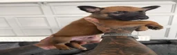 Belgian Shepherd Dog dogs for sale: Alert Eyes, Brave Spirits & Unshakable Loyalty in Glasgow - Advert 8