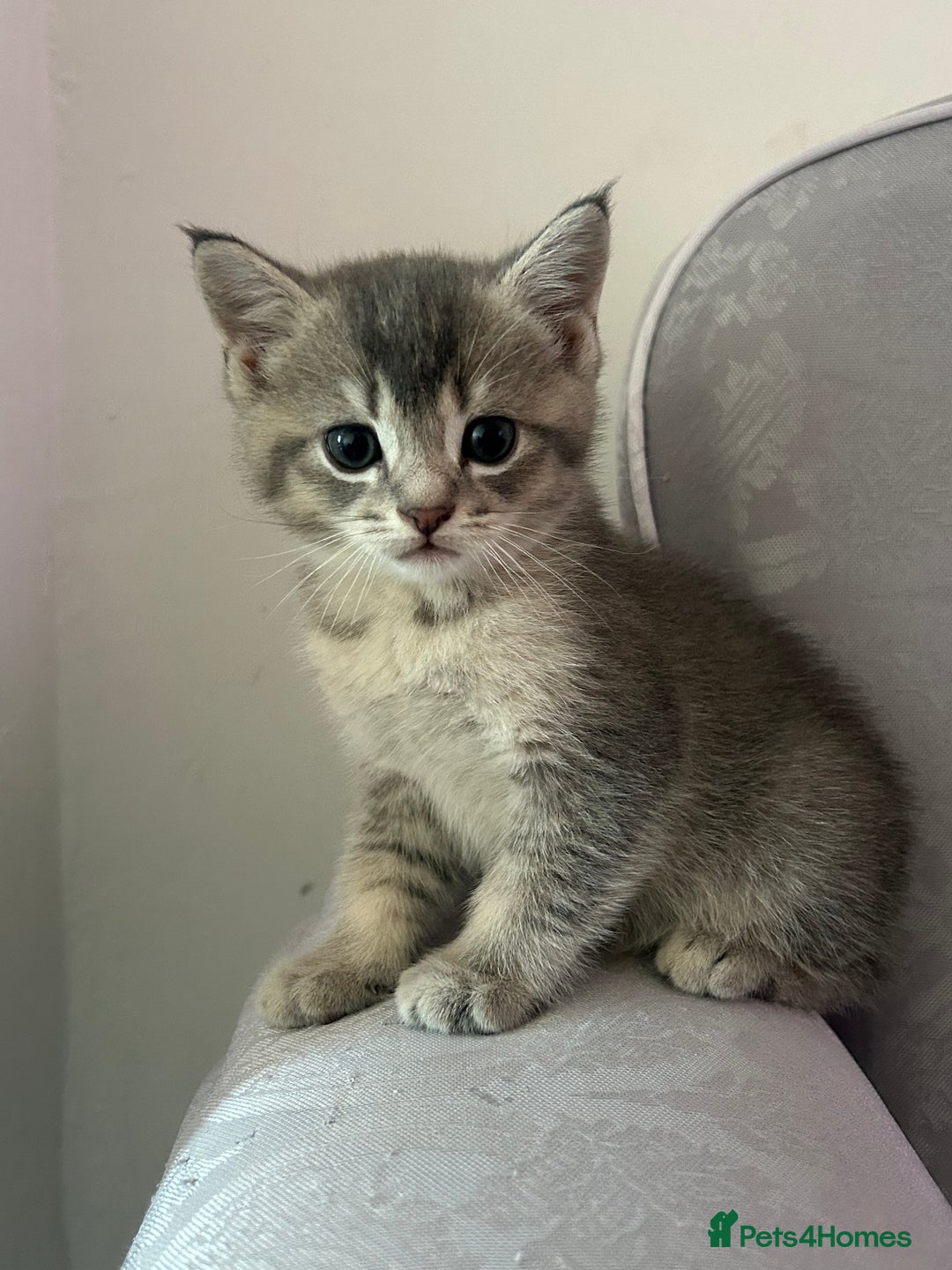 Scottish Fold cats for sale: Scottish Fold  - Advert 5