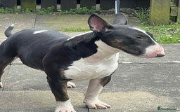 English Bull Terrier dogs for sale: Male english bull terrier  - Image 2