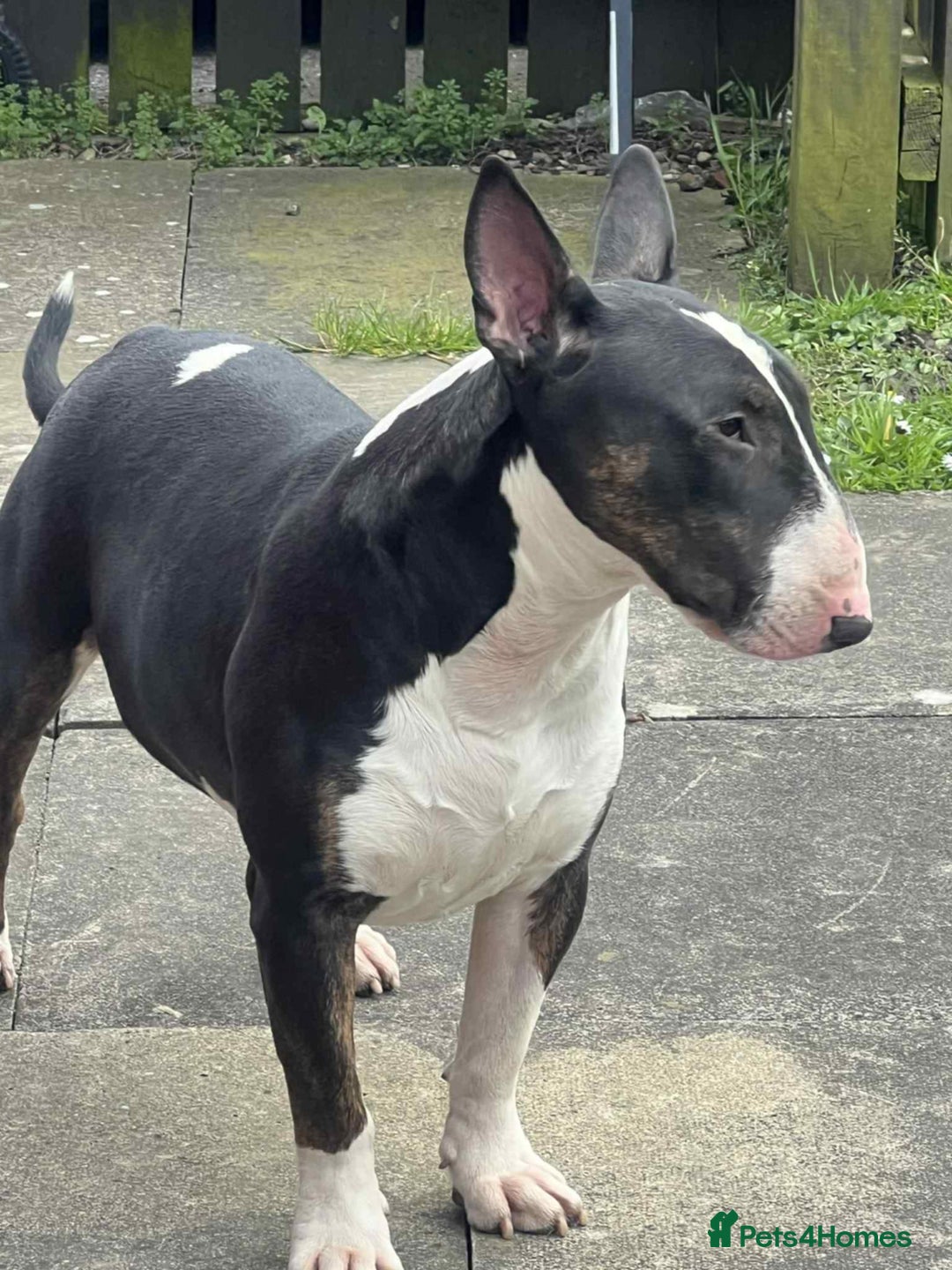 English Bull Terrier dogs for sale: Male english bull terrier  - Image 2