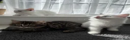 Turkish Angora cats for sale: Cute Turkish Angora x British Shorthair Kitten - Advert 5