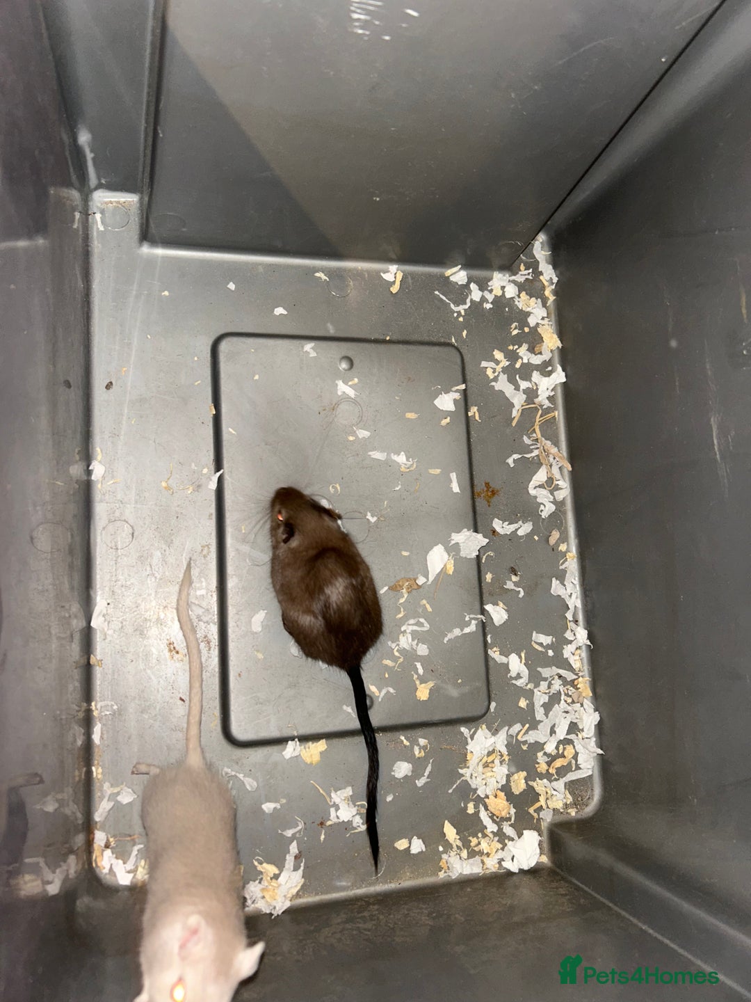 Gerbil rodents for sale: Friendly pair of gerbils  - Image 2