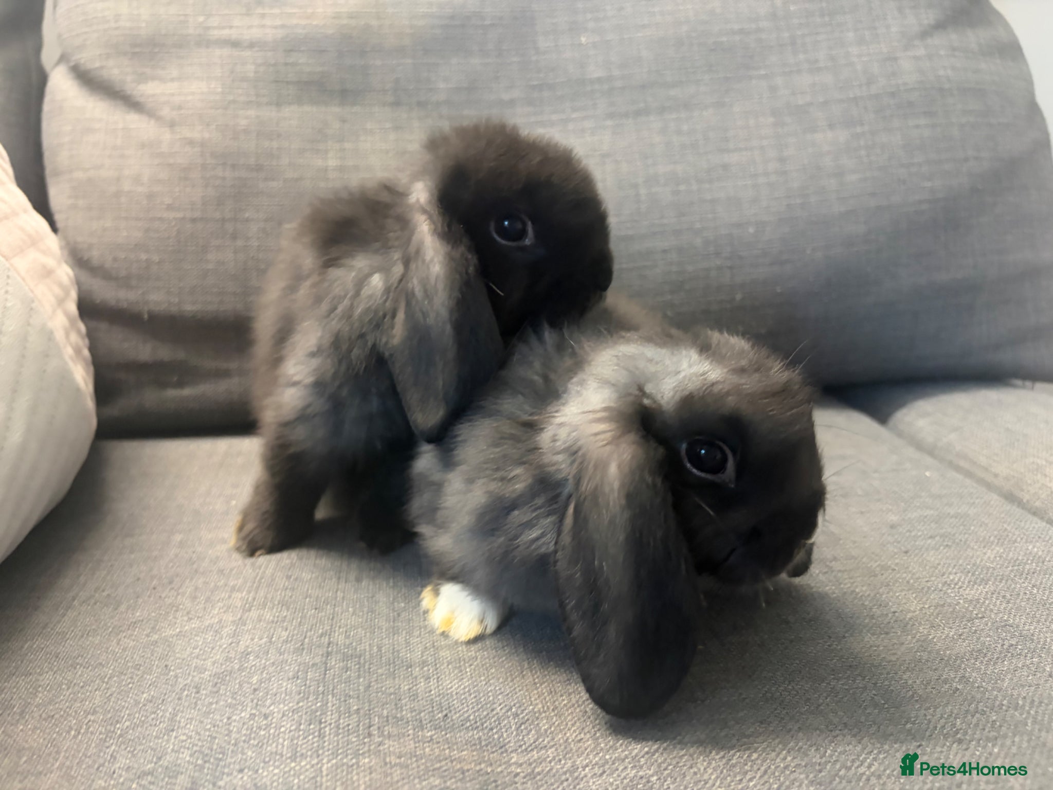 Mini Lop rabbits X 5 black beautiful fluffy mini lops  - Advert 22