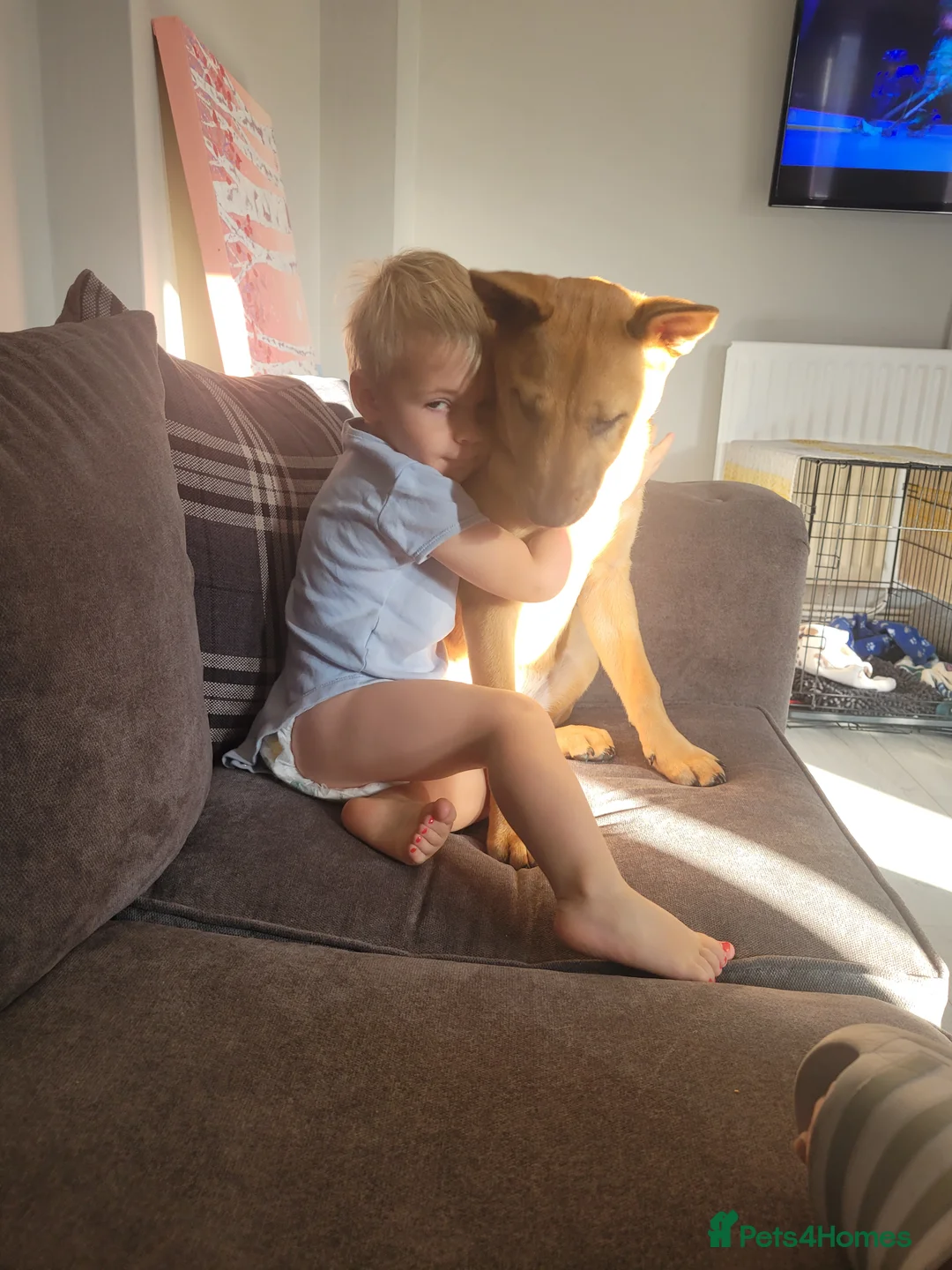 Mixed Breed dogs for sale: 2yr old Bull-chow Roxy - Advert 4