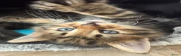 Maine Coon cats for sale: 🐾 Beautiful Maine Coon Kittens Ready Now! 🐾 - Advert 10