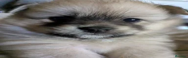 Pomeranian 2