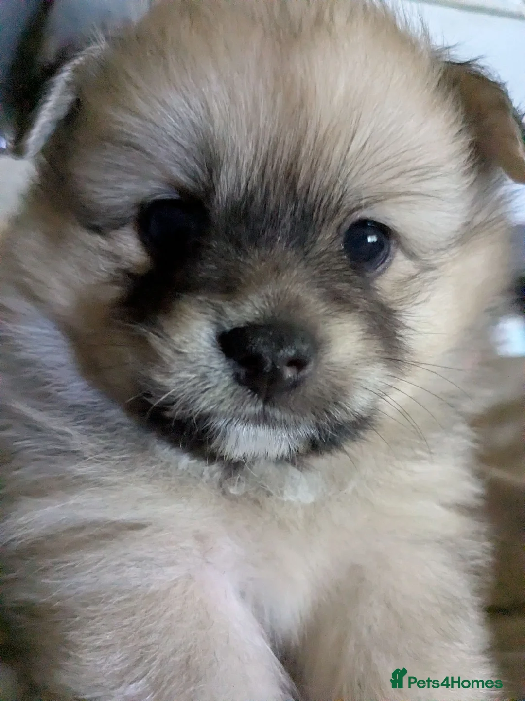 Pomeranian dogs for sale: 2 male Victorian pom x toy Pomeranian full breeds in Blackpool - Advert 2